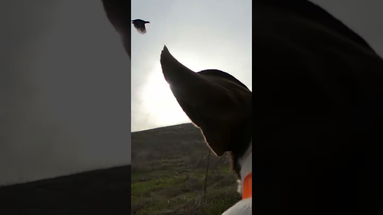 Pheasant hunting on the Stellacam! 