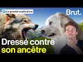 Face aux loups ces chiens fontils le poids 