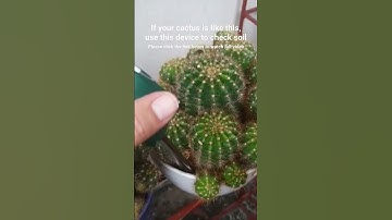 Check the soil with this device if you need to water