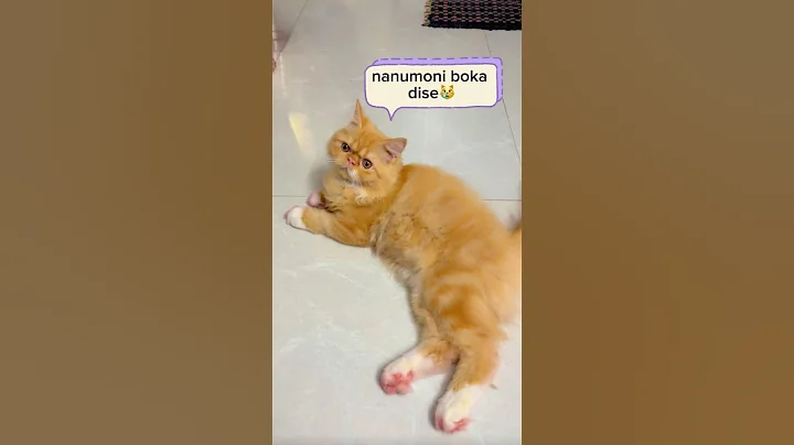 Video 10704281: cat pets love animal, cat pets cute love, cat funny pets love