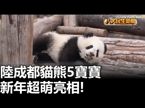 陸成都貓熊5寶寶 新年超萌亮相! |【民生八方事】| 2026010405 #八大民生新聞