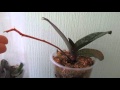 Орхидея отцвела, что происходит с цветоносом дальше?