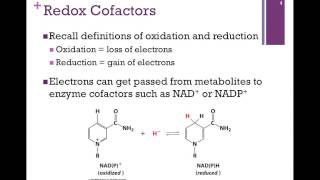086-Redox Reactions & Carriers