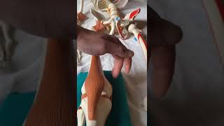 Medial Knee Pain And The Saphenous Nerve