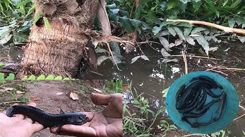 Lâu Lâu Bắt Trùn Câu Cá Bống Dừa Tìm Cảm Giác Giựt Cá Dính Em Bự Chà Bá[Bến Tre Quê Tôi]