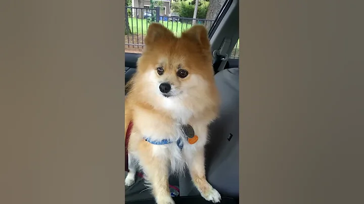 A day in the life of Ozzie dog  service dog!