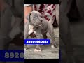 Xxl American bully male puppy for sale (8920196052) #xxl #xl #puppy #shorts #viral #new #trending
