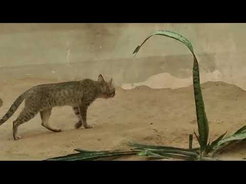 Oman wild cat