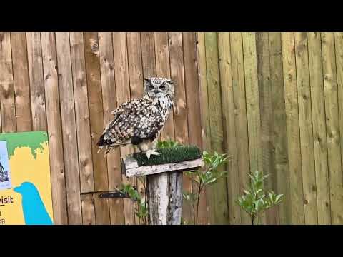 Indian eagle owl / Bubo bubo bengalensis
