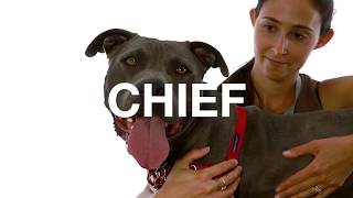 Adopt Chief at NKLA