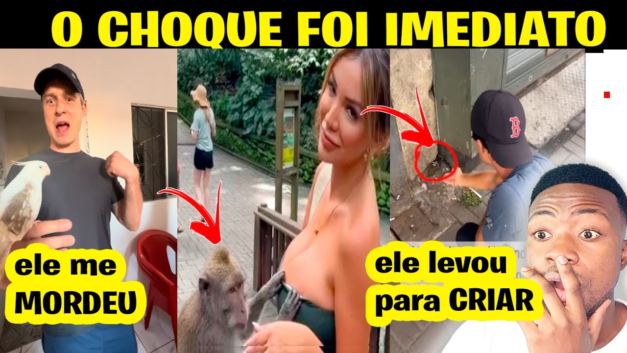 O choque dos estrangeiros ao ver animais soltos no Brasil