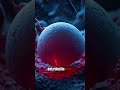 Can Two Sperms Fertilize One Egg? | 3D Medical Animation Explained