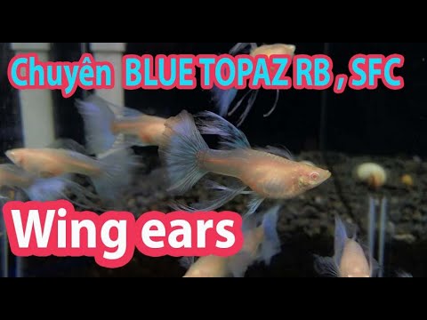 Video Trại cá bảy màu Chuyên Blue Topaz RIBBON , SHARK FIN... - youtube