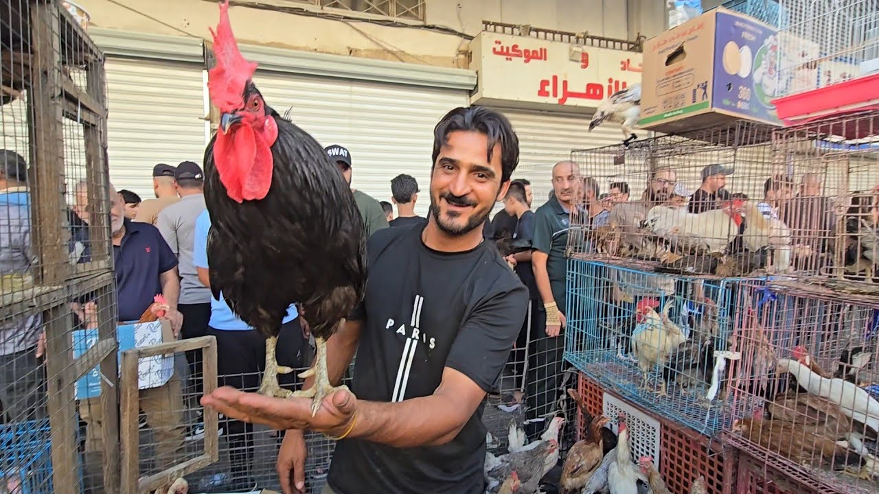 سوق الغزل يوم الجمعة انواع الدجاج العربي والحمام مع الأسعار 2025/8/8