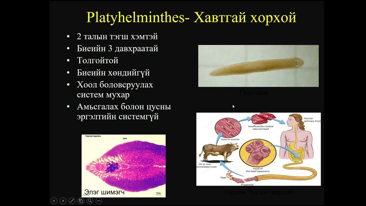 Биологийн хичээл №6 Амьтны аймаг