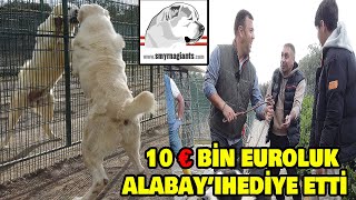 10 BİN EURO'LUK -  ALABAY'I - HEDİYE ETTİ - SMYRNA GİANTS TÜRKİYENİN EN BÜYÜK - ALABİ - ÇİFTLİĞİ