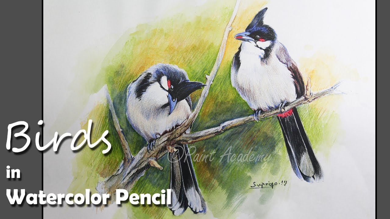How to Paint Birds in Watercolor Pencil YouTube