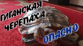 ГИГАНТСКАЯ ЧЕРЕПАХА...