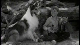 Lassie - Episode #293- 'Quick Brown Fox' - Season 9, Ep. 2 - 10/07/1962