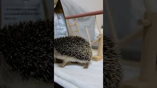 🦔น้องทรัฟเฟิล #เม่น #เม่นแคระ #เม่นหูยาว #เม่นอียิปต์