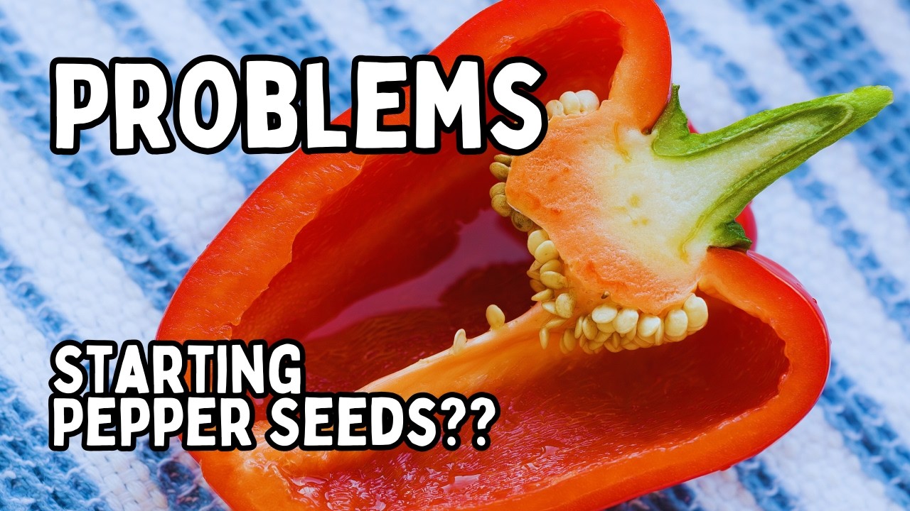 Problems Starting PEPPER SEEDS? STOP Wasting Time! The BEST WAY To Start PEPPER SEEDS