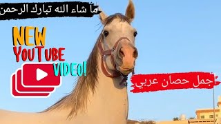 شاهد جمال وروعة هذا الحصان العربي الأصيل |  arab horse