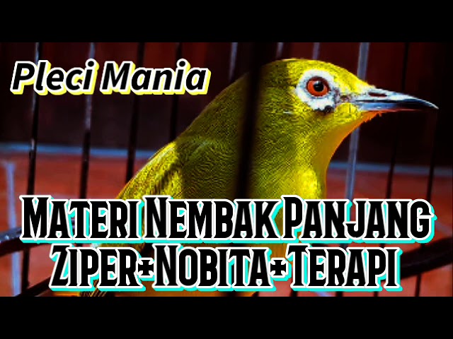 Materi Pleci Nembak Ziper Nobita +  Terapi Paling Ampuh!!!! class=