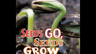 Seeds Go, Seeds Grow by Mark Weakland
