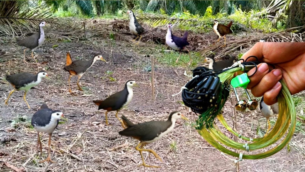 Incredible Bird Hunting Technique From Rural Life! Amazing Bird Trap | #The_Bird_Kingdom