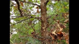 How Trees Make Rain
