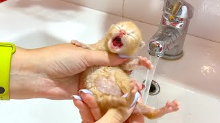 Bathing two dirty little kittens