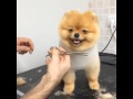 Pomeranian haircut