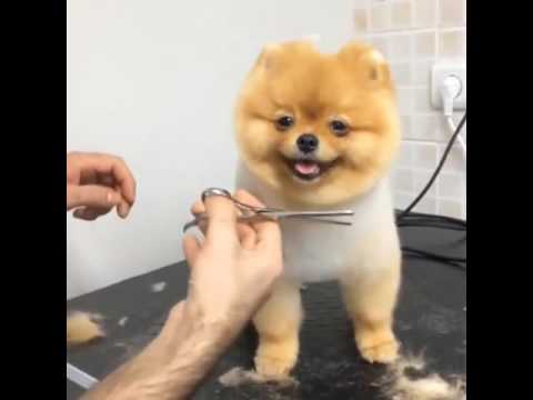 Pomeranian Grooming: A Full-Time Job