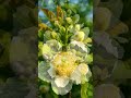 #Franklinia #extinctinthewild #plants #trees #savenature #saveplanet #savenaturesn #asmr #iucn