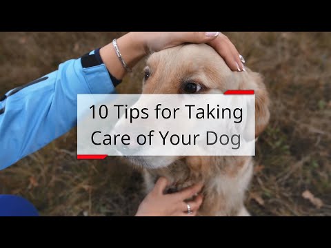 10 Tips for Taking Care of Your Dog | Engineering Portal