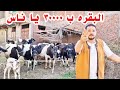 ب ٣٠٠٠٠ الف جنيه سعر البقره النهارده  هاقعدكم في بيوتكم  إن شاء الله من مزرعة المعلم مرزوق