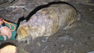 'Miracle' dog found alive 40 feet down in Virginia cave, lured out by salami