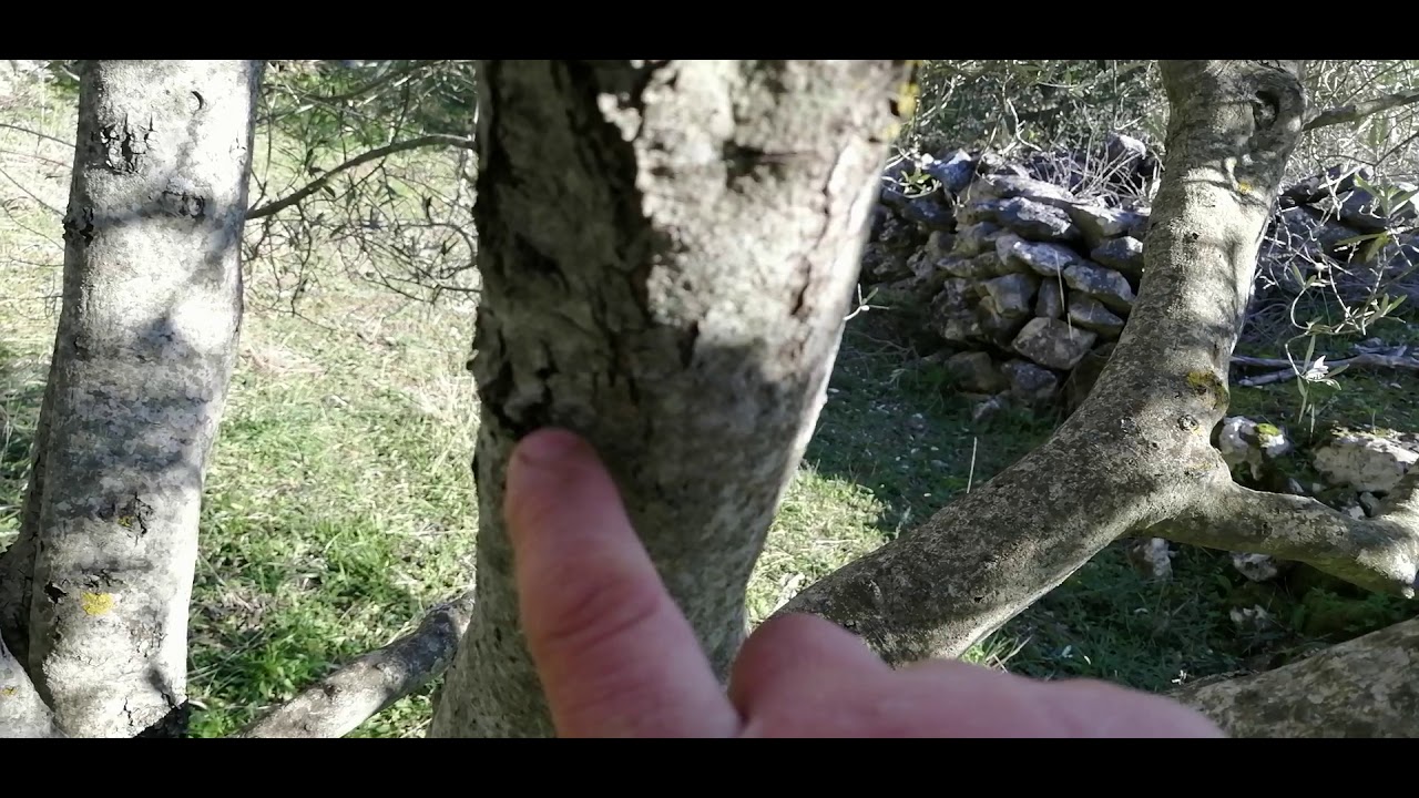 Dnevnik maslinara 6...sorta Cipressino