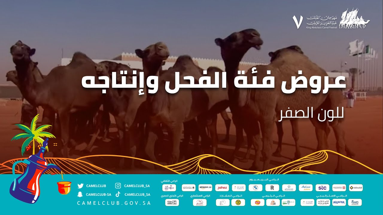 عروض فئة الفحل وإنتاجه للون الصفر ضمن منافسات #مهرجان_الملك_عبدالعزيز_للإبل7  #همة_طويق