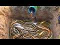 Amazing Smart Girl Deep PVC Hole Catch A Lot Of Eels in Cambodia
