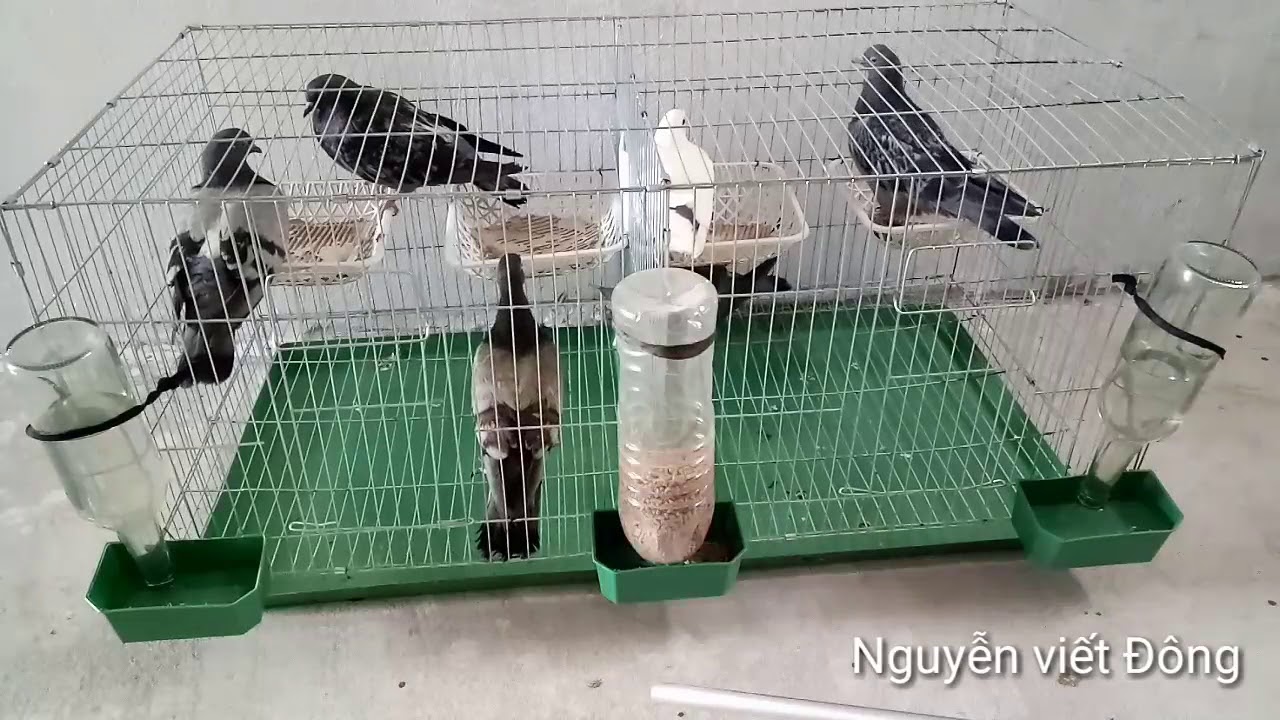 #Làmgiầutừquê chuồng nuôi bồ câu hiệu quả nhất phần 3