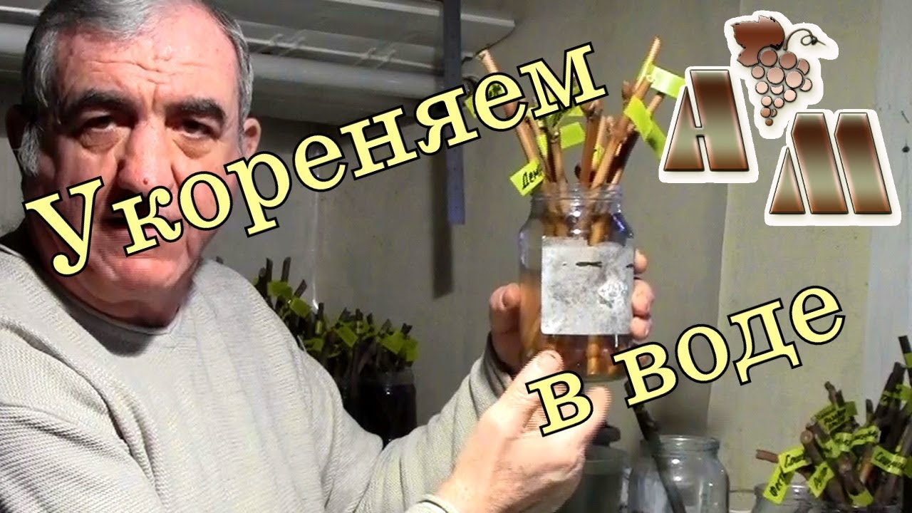 ?? Подготовка черенков винограда к укоренению в воде - YouTube
