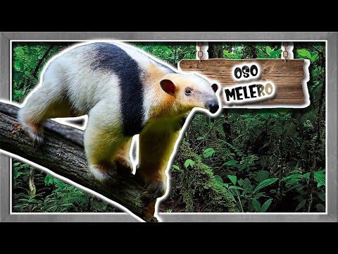 दक्षिणी तामान्दुआ - वन्यजीव वृत्तचित्र