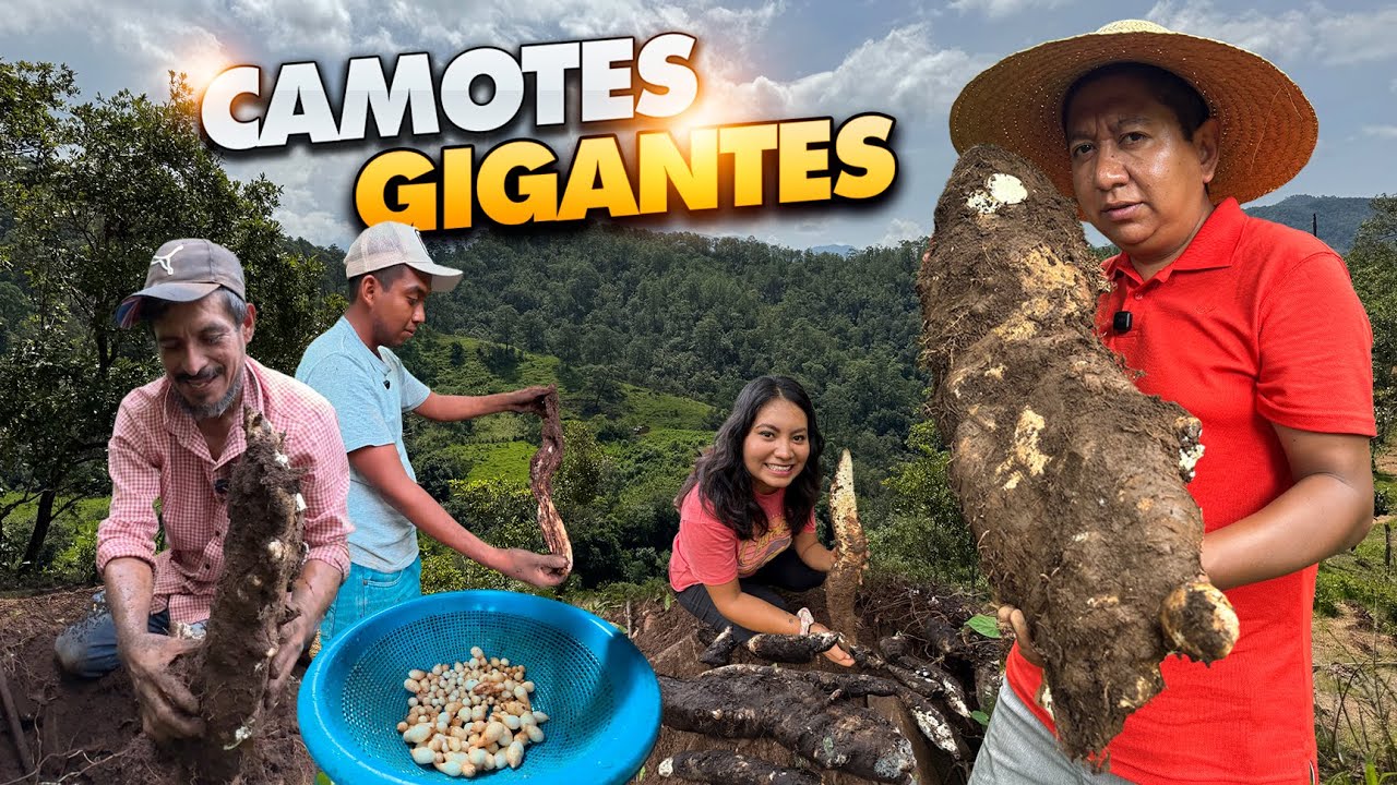 ¡En busca de CAMOTES GIGANTES en la Montaña! ¿Los has probado?