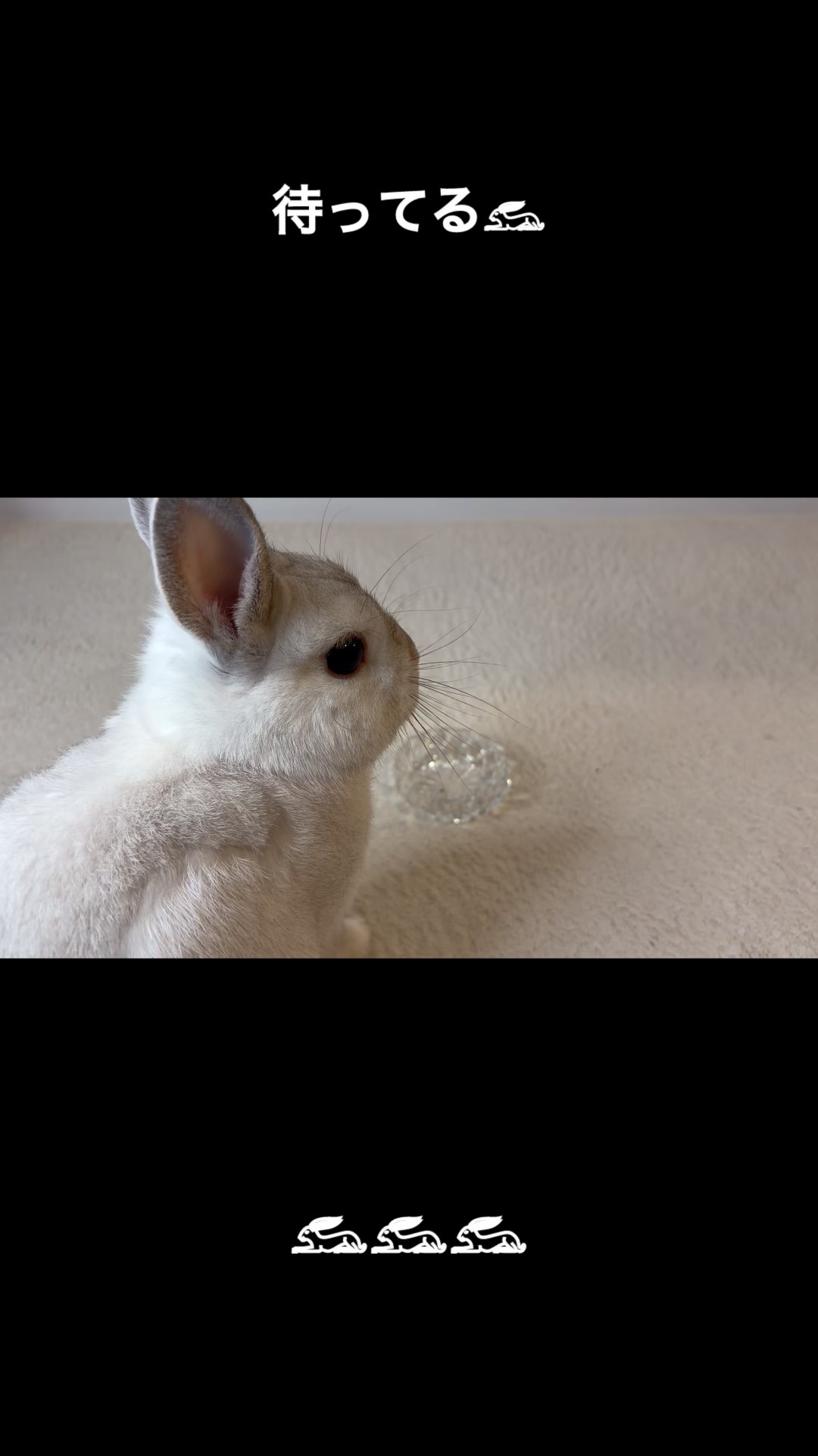 待ってる𓃺 #うさぎ #usagi #rabbit - YouTube