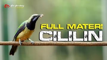 CUNGKO GACOR FULL ISIAN CILILIN