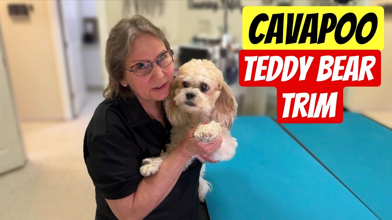 Grooming a Cavapoo in a Teddy Bear Trim at Grande Style Dog Grooming in Tampa Florida.
