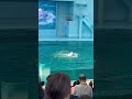 White dolphin show very smart playing with trainer staff sea paradise #asmrsounds #discoveryjapan