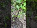 Высаживаем в грунт  черенки метельчатой гортензии