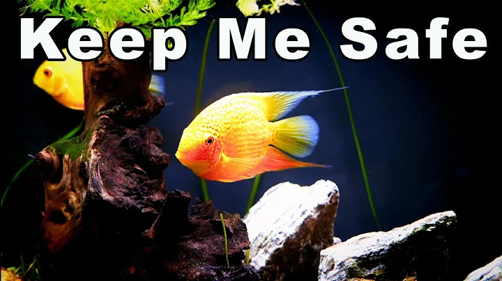 Don't Let Driftwood Destroy Your Fish Tank: How to Properly Clean Driftwood for an Aquarium